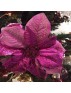 POINSETTIA PINK PICK 